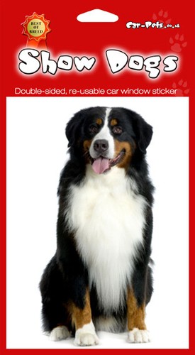 Bernese mountain dog 2 - dog, x