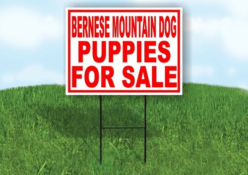 Bernese mountain dog puppies - bernese,