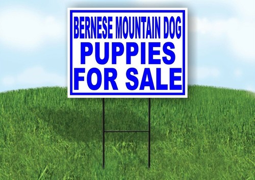Bernese mountain dog puppies - bernese,
